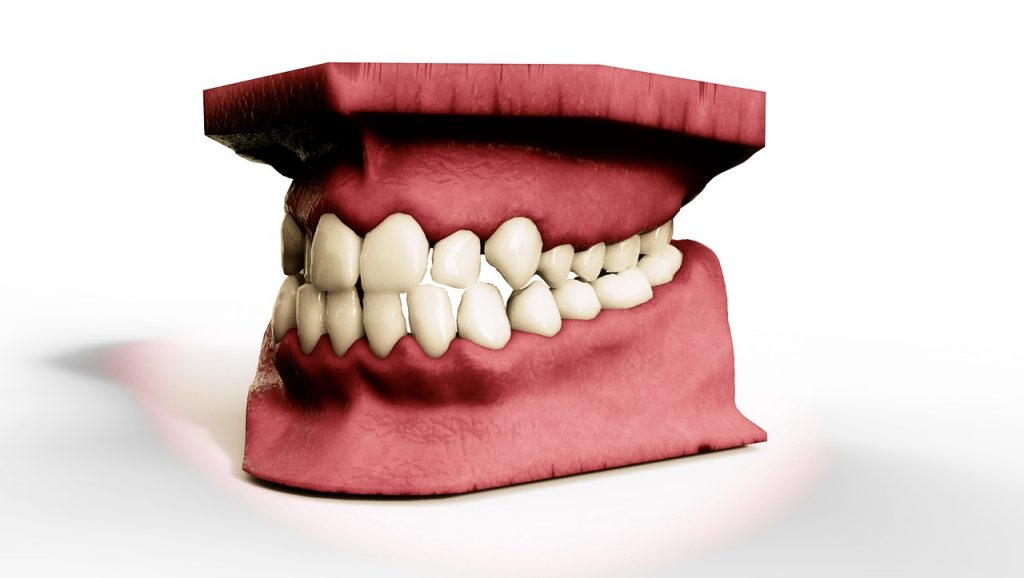 teeth, jaw, 3d model